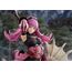 Figurka Fire Emblem 1/7 - Hilda- 12 image